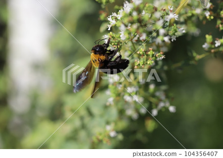 一隻木蜂從初夏花園盛開的白色牛至花中吸取花蜜 104356407
