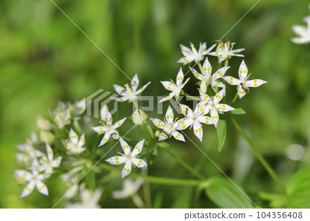 Akebonosou 104356408