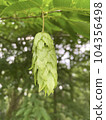 鵝耳櫪苞片 104356498