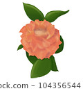 Orange rose flower  104356544