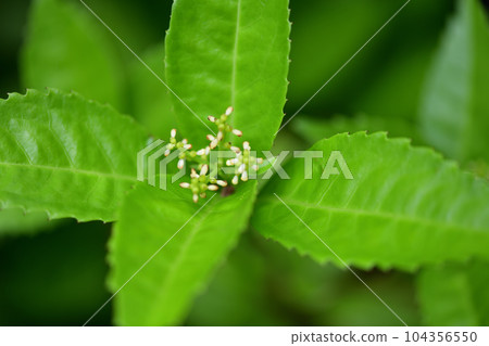 Sarcandra glabra (thousands) flowers Sarcandra glabra (thousands) flowers 104356550