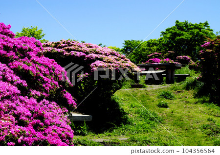Tsurumi-dake, a popular sightseeing spot in Beppu City, landscape of the walking course colored with Rhododendron kirishima and fresh greenery 104356564