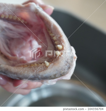"Making sea bream sticks (processed raw)" "Making sea bream sticks (processed raw)" 104356704
