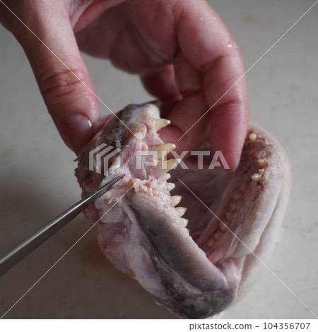 「製作鯛魚棒(切出)」 「製作鯛魚棒(切出)」 104356707