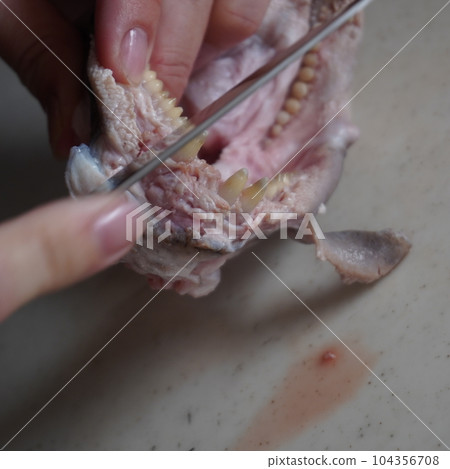 “製作鯛魚棒(剪出鯛魚牙)” “製作鯛魚棒(剪出鯛魚牙)” 104356708