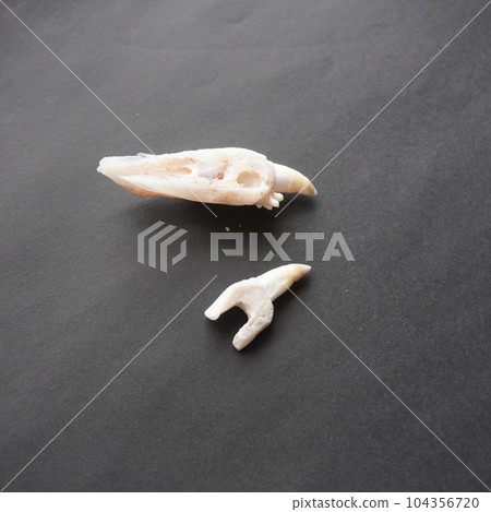 "Making sea bream sticks (processing gums)" "Making sea bream sticks (processing gums)" 104356720