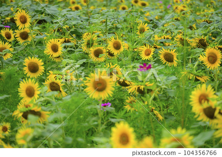 向日葵公園 向日葵公園 104356766