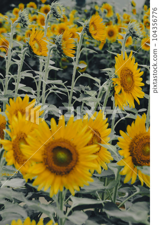 人工島上的向日葵田 人工島上的向日葵田 104356776