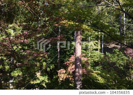 Shugakuin Imperial Villa Kami-Rikyu Koyo Shugakuin Imperial Villa Kami-Rikyu Koyo 104356835
