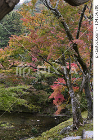 Shugakuin Imperial Villa Kami-Rikyu Koyo 104356880