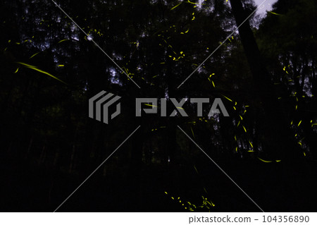 Fireflies from Ikeyama Springhead 104356890