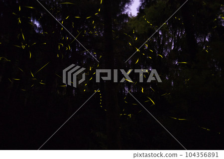 Fireflies from Ikeyama Springhead Fireflies from Ikeyama Springhead 104356891
