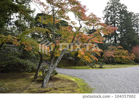 Shogakuin Rikyu秋葉 Shogakuin Rikyu秋葉 104357002