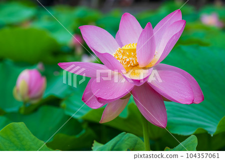Wide open pink ancient lotus flower 104357061
