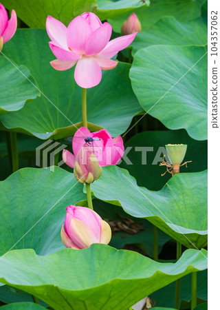 Pink Oga lotus Transition of flowering Dragonfly resting its wings 104357062