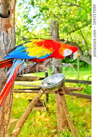 parrot at the watering hole 104357099