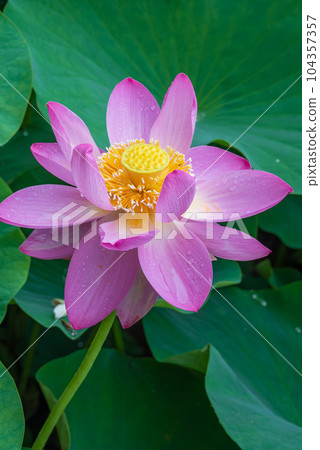 Oga lotus with bright pink flowers 104357357