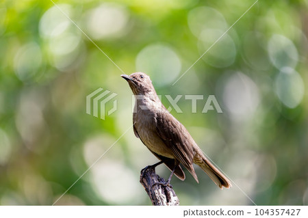 Bird Clay-colored Thrush, birdwatching in Costa Rica. Wildlife Bird Clay-colored Thrush, birdwatching in Costa Rica. Wildlife 104357427