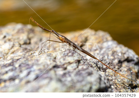 Water Stick Insect - Ranatra linearis, Czech Republic wildlife 104357429