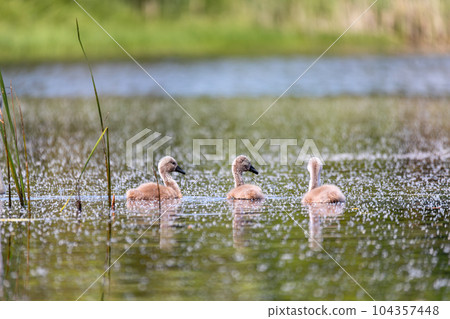 Wild bird mute swan chicken in spring on pond Wild bird mute swan chicken in spring on pond 104357448