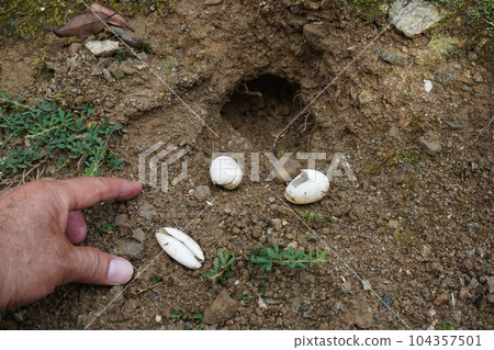 Traces of turtle eggs left on the ground by the pond that have been eaten 104357501