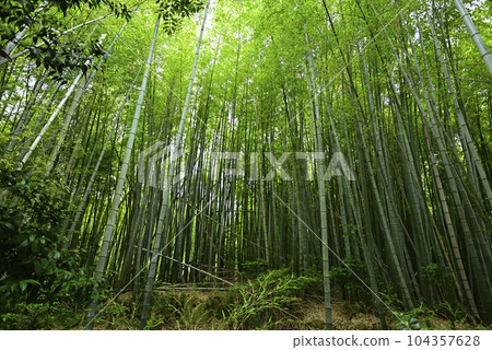 伏見神社 竹下道（輝夜姬傳說） 104357628