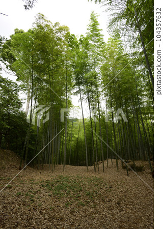 伏見神社 竹下道（輝夜姬傳說） 104357632