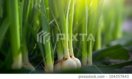 A close up of Leek Vegetables plant in the forest 104357643