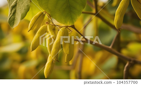 close up of Yellow Beans on a plantation close up of Yellow Beans on a plantation 104357700