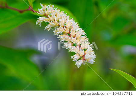 Brush-shaped white flowers blooming from spring to early summer 104357711