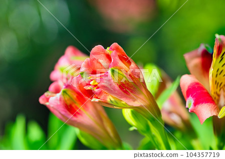 Colorful flowers blooming from spring to early summer of Alstroemeria grown in a flower bed Colorful flowers blooming from spring to early summer of Alstroemeria grown in a flower bed 104357719