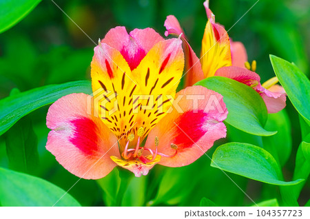 Colorful flowers blooming from spring to early summer of Alstroemeria grown in a flower bed Colorful flowers blooming from spring to early summer of Alstroemeria grown in a flower bed 104357723