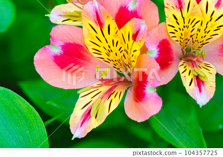 Colorful flowers blooming from spring to early summer of Alstroemeria grown in a flower bed Colorful flowers blooming from spring to early summer of Alstroemeria grown in a flower bed 104357725