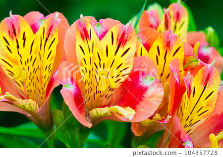 Colorful flowers blooming from spring to early summer of Alstroemeria grown in a flower bed Colorful flowers blooming from spring to early summer of Alstroemeria grown in a flower bed 104357728