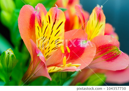 花壇裡生長的六出花從春天到初夏綻放著五彩繽紛的花朵 104357730