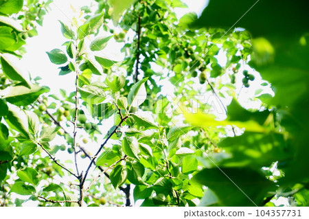 Seasonal ingredients that grow on plum trees, plums Seasonal ingredients that grow on plum trees, plums 104357731
