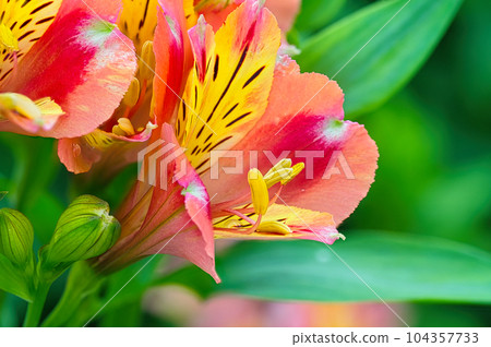 Colorful flowers blooming from spring to early summer of Alstroemeria grown in a flower bed 104357733