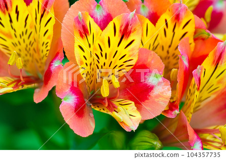 Colorful flowers blooming from spring to early summer of Alstroemeria grown in a flower bed Colorful flowers blooming from spring to early summer of Alstroemeria grown in a flower bed 104357735