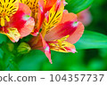 花壇裡生長的六出花從春天到初夏綻放著五彩繽紛的花朵 104357737