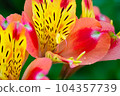 花壇裡生長的六出花從春天到初夏綻放著五彩繽紛的花朵 104357739