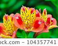 花壇裡生長的六出花從春天到初夏綻放著五彩繽紛的花朵 104357741