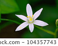 春天盛開的白花萬年青在花壇裡生長 104357743