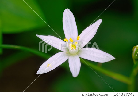 春天盛開的白花萬年青在花壇裡生長 104357743