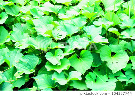 Multiple sweet potato leaves spreading all over 104357744
