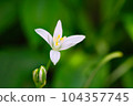 春天盛開的白花萬年青在花壇裡生長 104357745