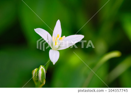 Spring blooming white flowers of Ornithogalum umbellatum grown in a flowerbed 104357745