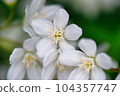 在花壇栽培的溲疏春天開花的白花 104357747