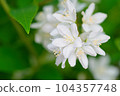 在花壇栽培的溲疏春天開花的白花 104357748
