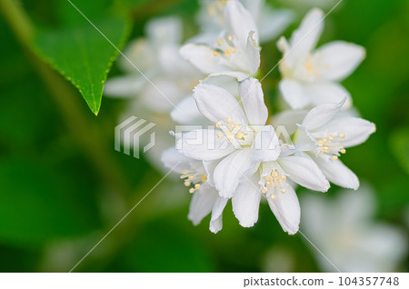 在花壇栽培的溲疏春天開花的白花 在花壇栽培的溲疏春天開花的白花 104357748
