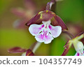 在花壇栽培的埃賓春天盛開的粉紅色花朵 104357749